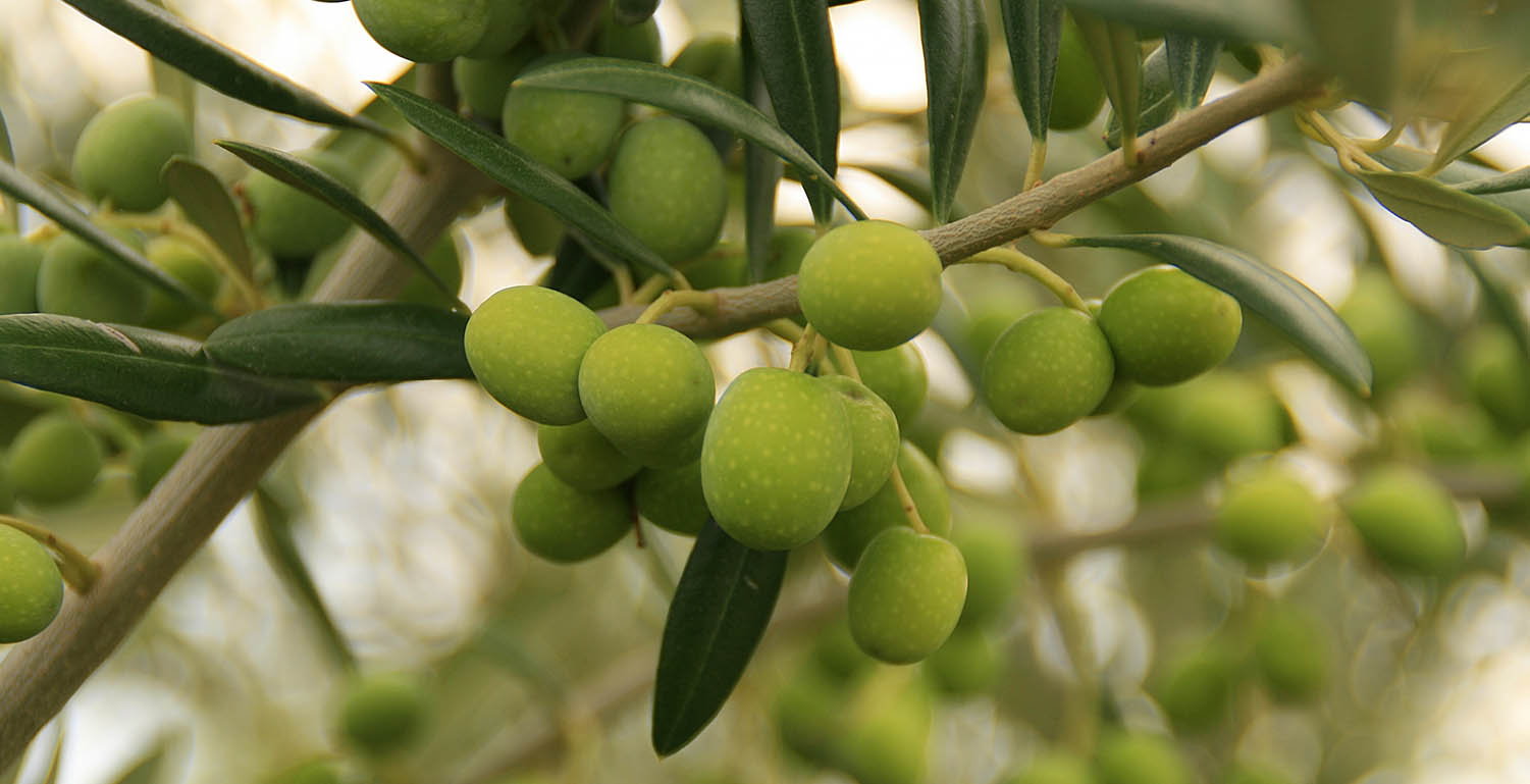 Green olives on the branch